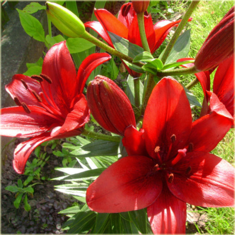 Лилии для подмосковья