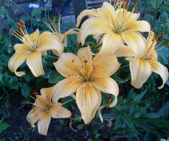 Лилии для подмосковья