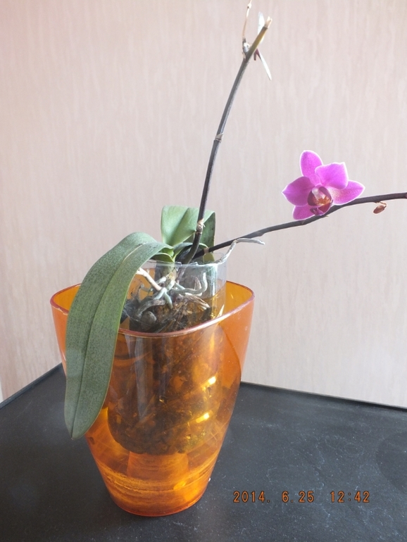 Моя орха (фаленопсис)! Помогите!