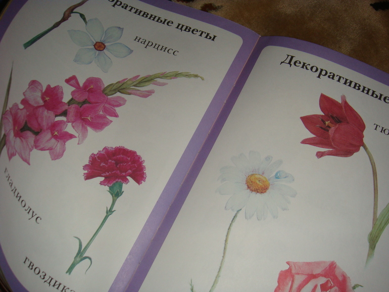 День 4. Заинька.