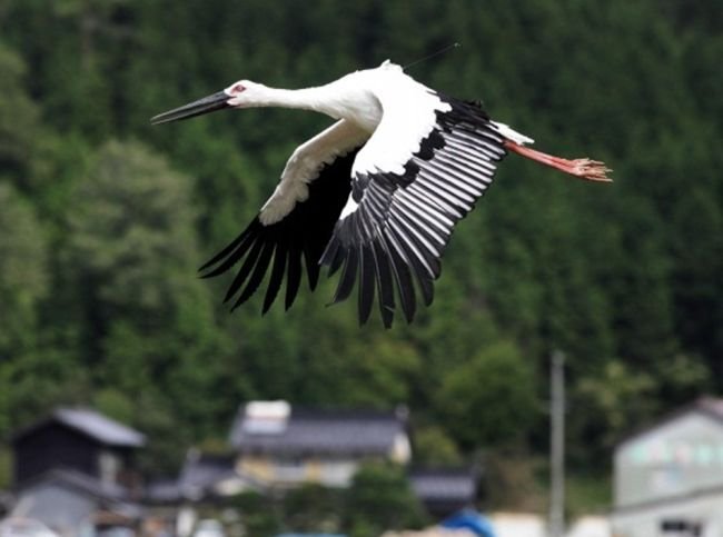 Прилетели Гости!!!