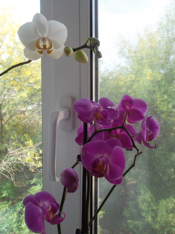 Орхидеи на моём подоконнике