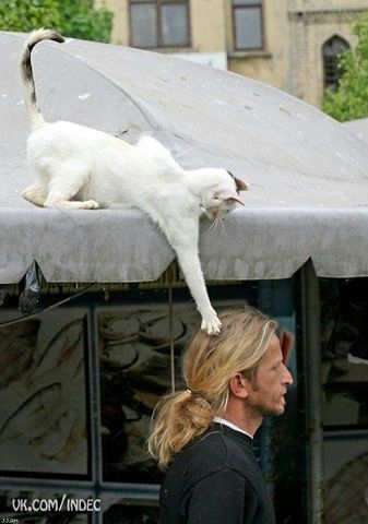 Милашки.