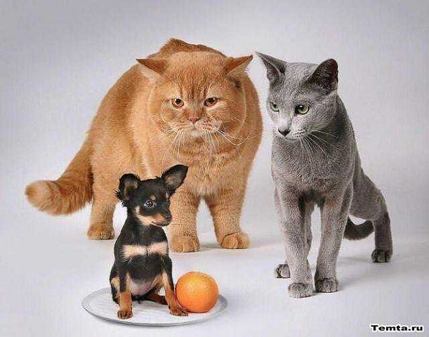 Милашки.