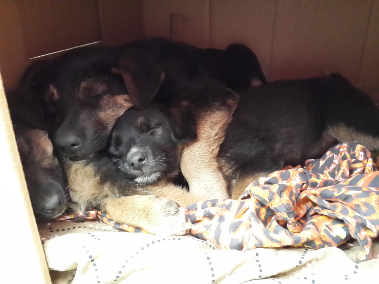 Люди добрые, спасите щенков !!!