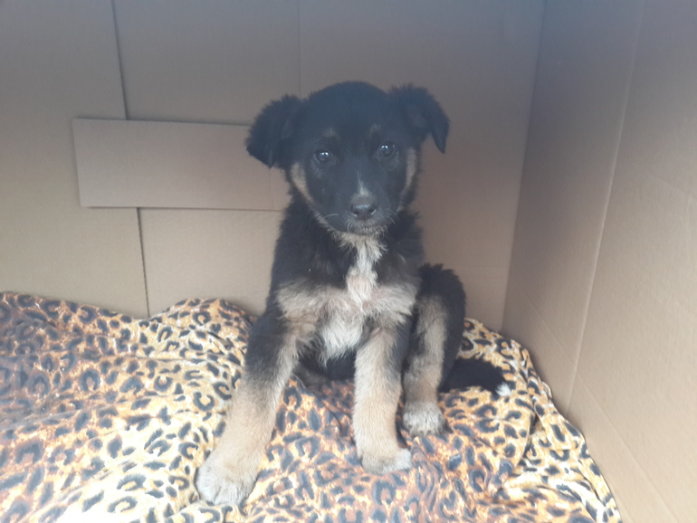 Люди добрые, спасите щенков !!!