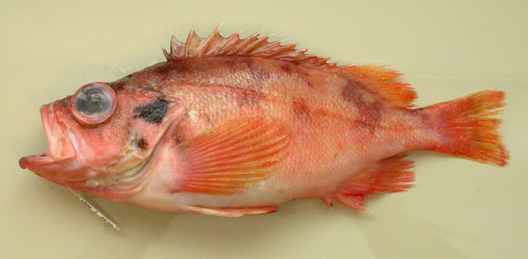Филе красного окуня в духовке рецепт 👌 с фото пошаговый | Как готовить рыбу и морепродукты