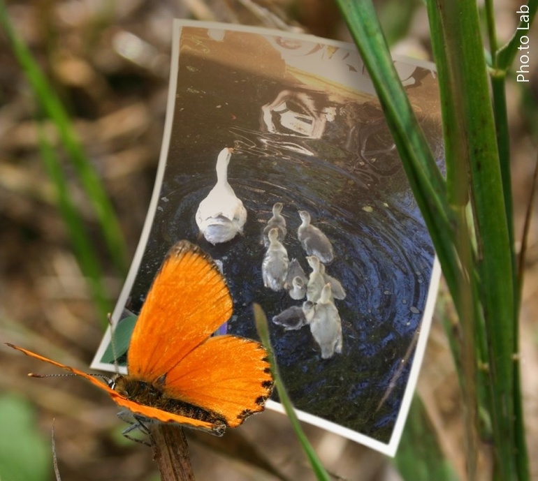 Наш любимый летний домик)