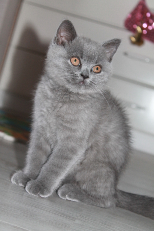 Котенок Британец