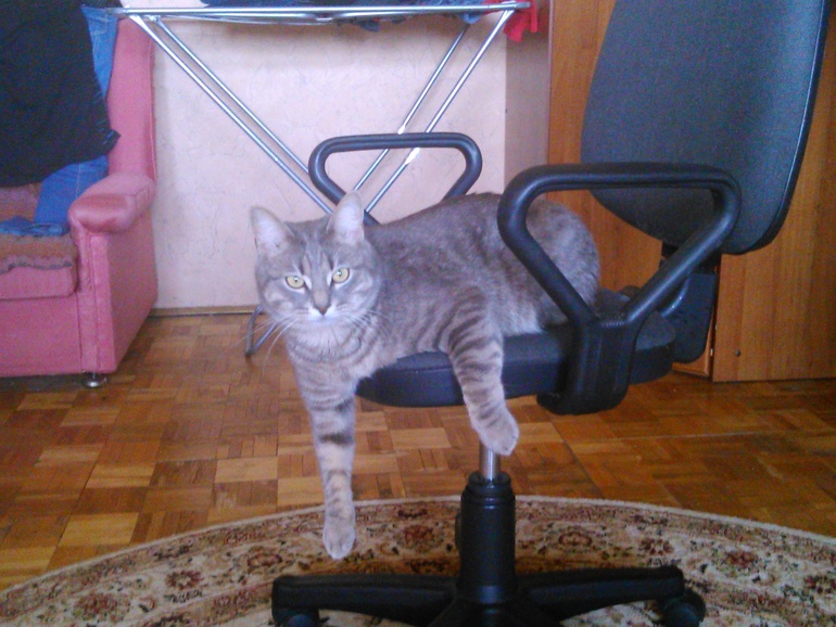 Залысины на лапках