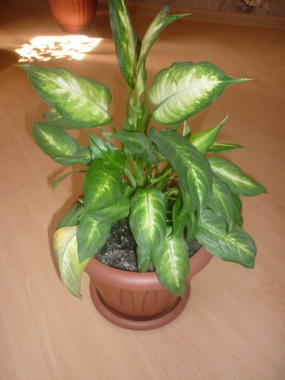 помогите распознать