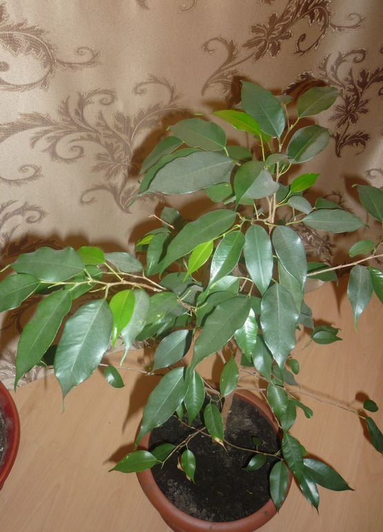 Девули .......посмотрите на фикус