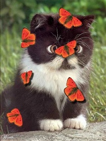 Промежуток между свежими протоколами))))