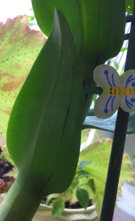 Каттлея покрылась чёрными пятнышками. Что делать?