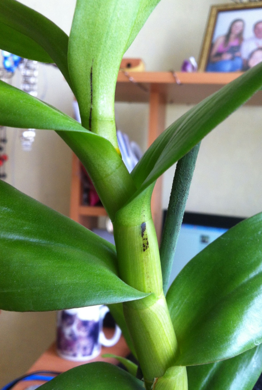 Каттлея покрылась чёрными пятнышками. Что делать?