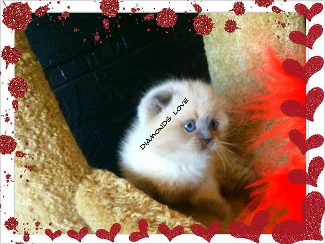 ПРОДАЖА! МОСКВА КЛУБНЫЕ ВИСЛОУХИЕ ДЕВОЧКИ В ЭЛИТНОМ ОКРАСЕ 89653408373