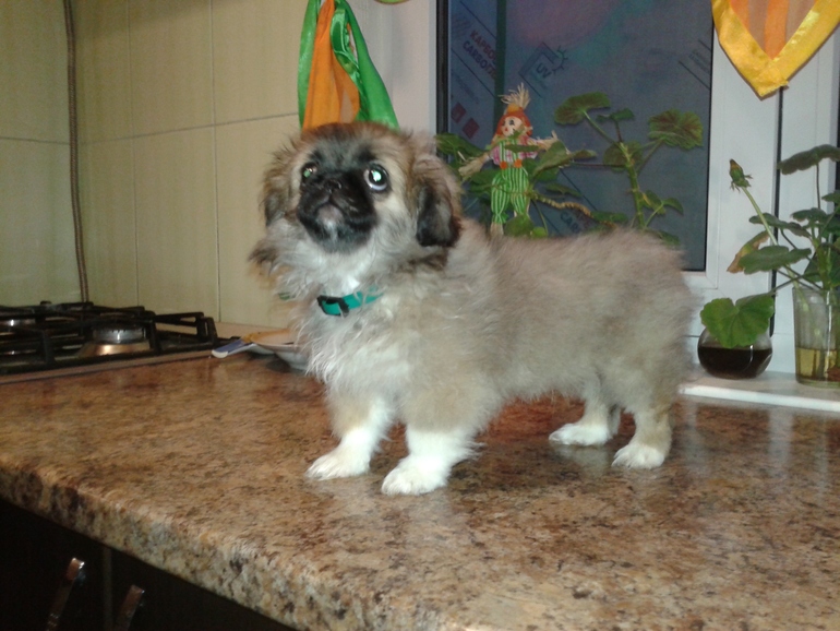 Пикинесы!!!Помогите советом!!!!