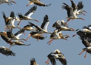 Ой,девочкиии.....!!!