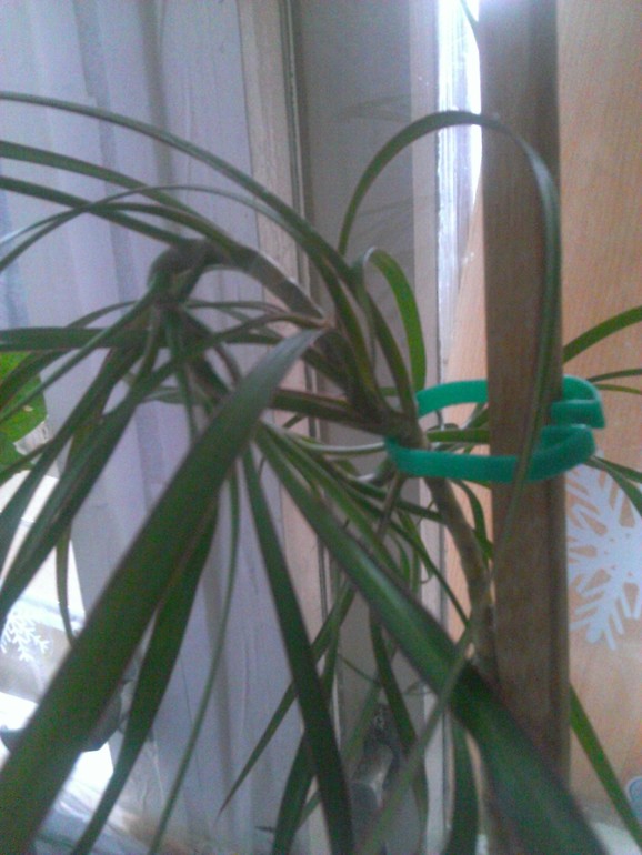 Как правильно рассадить драцену?