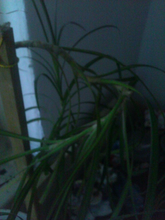 Как правильно рассадить драцену?