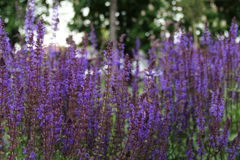 9 мая.. прогулка по красной...