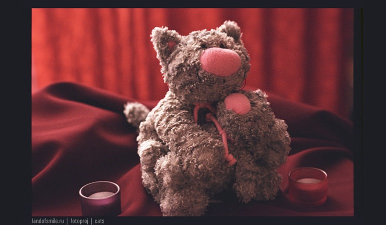 Cody cat блокбастер