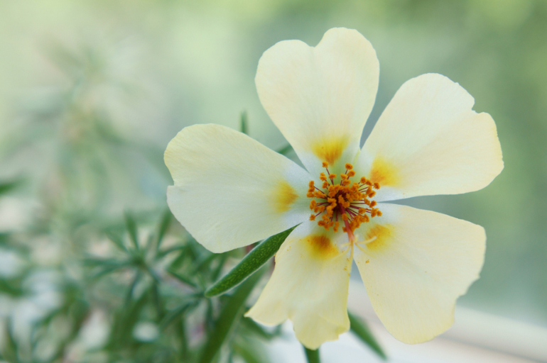 Первые цветы нового сезона