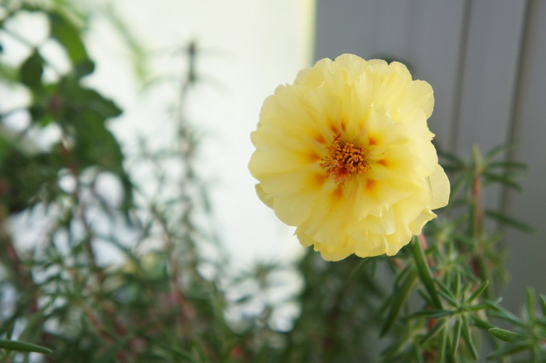 Буйство красок