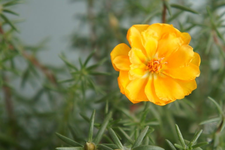 Буйство красок