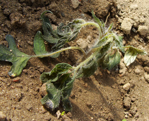 нежданная беда