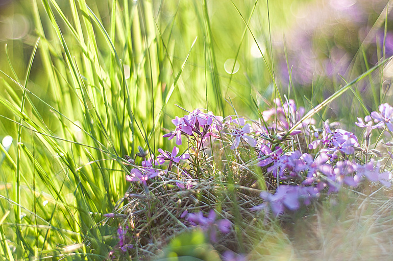 вот такая у нас весна-красна