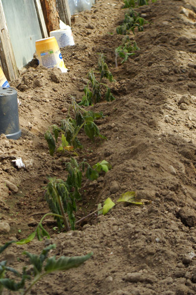 нежданная беда