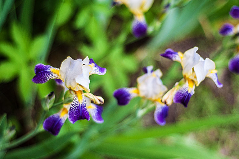 цветение в конце мая