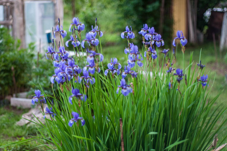 цветение в конце мая