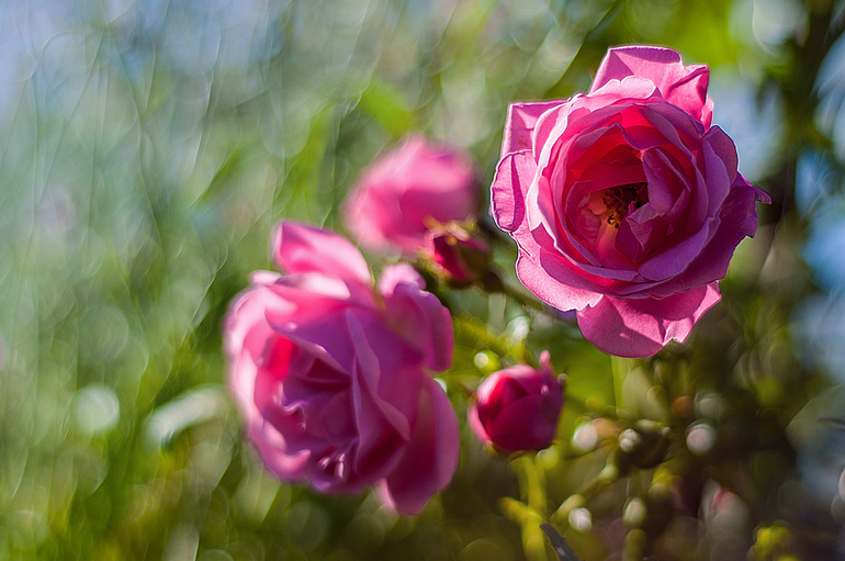 и я продолжу тему цветов!