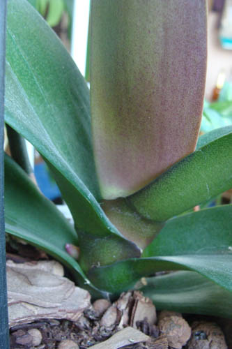 это цветонос? и что делать со старым?