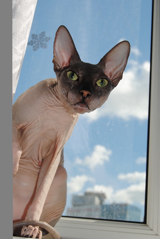 Дончаночки