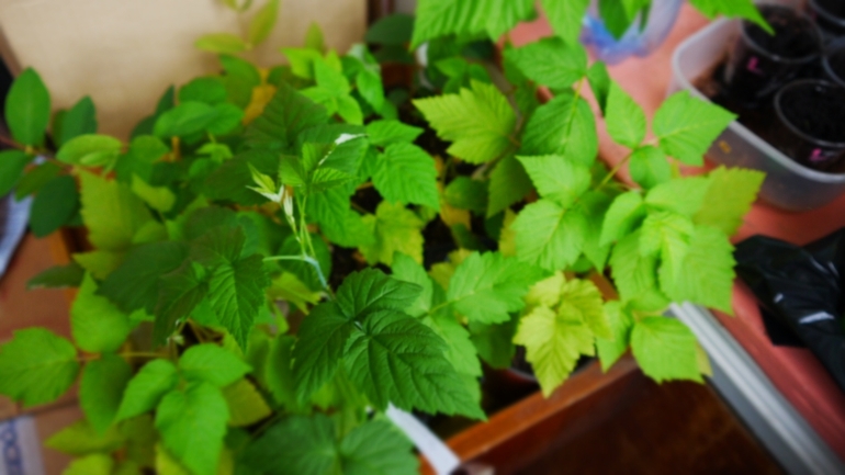 А на моем балконе такое вот...