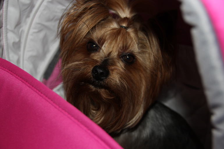 Наша Camarelo Carera для маленькой принцесы.