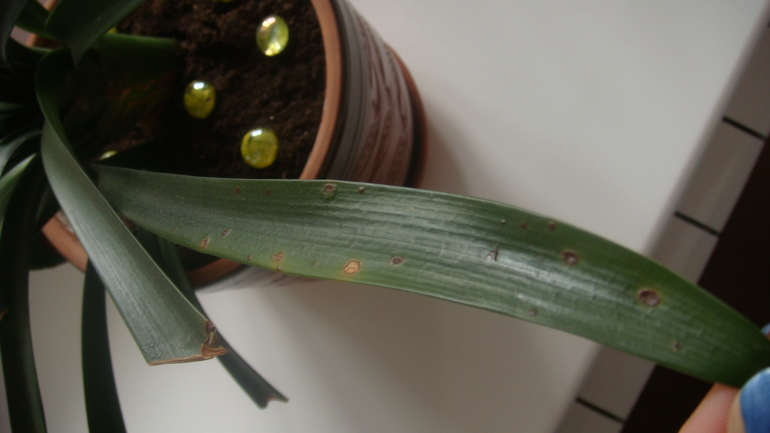 Девочки подскажите как спасти цветочек ?!!