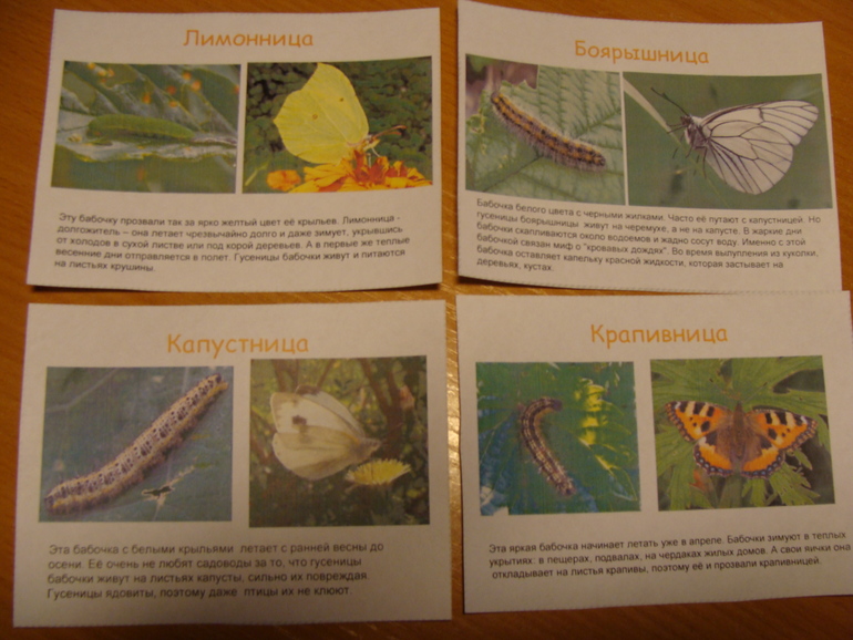 ТЗ "Бабочки-красавицы" проекта "Гуляем-изучаем"