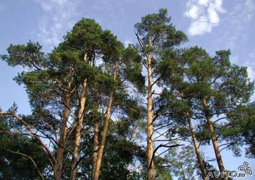 Сдам дачу на лето