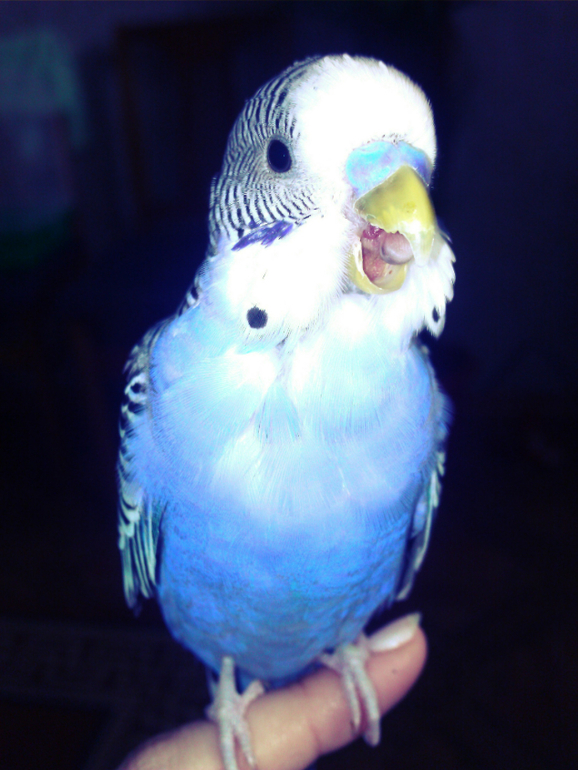 Привет всем !!Знакомтесь  Петушок ))