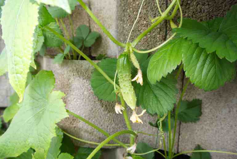 Простые будни Московской Африканки...