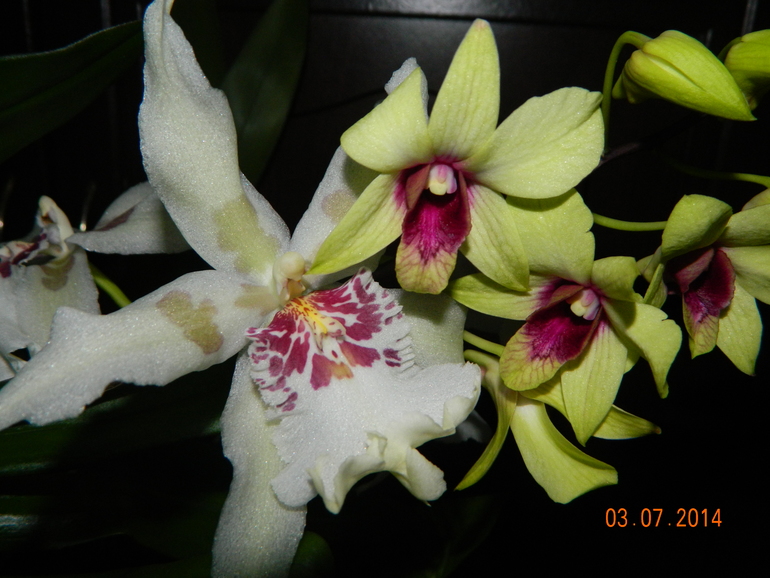 Может кто знает как точно называются сорта этих орхидей, уцененные покупала