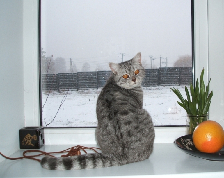 То, что мне поднимает настроение )))) ВСЕГДА!!!!