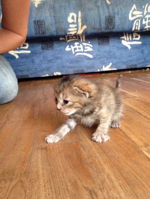 Отдам котеночка