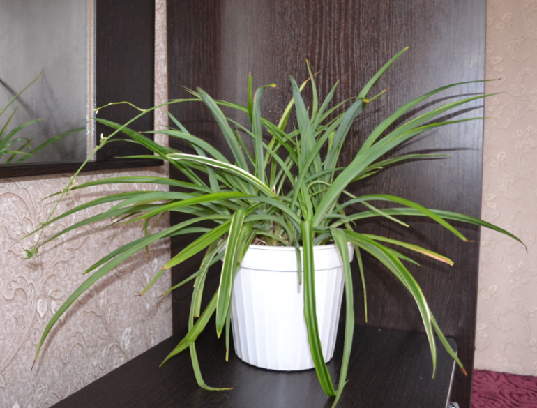 Мои цветочки и вопросы к ним)