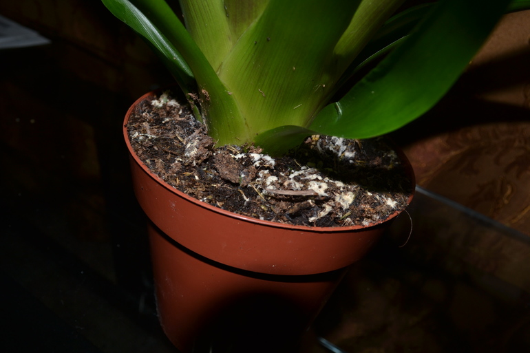 Вопрос про Гузманию