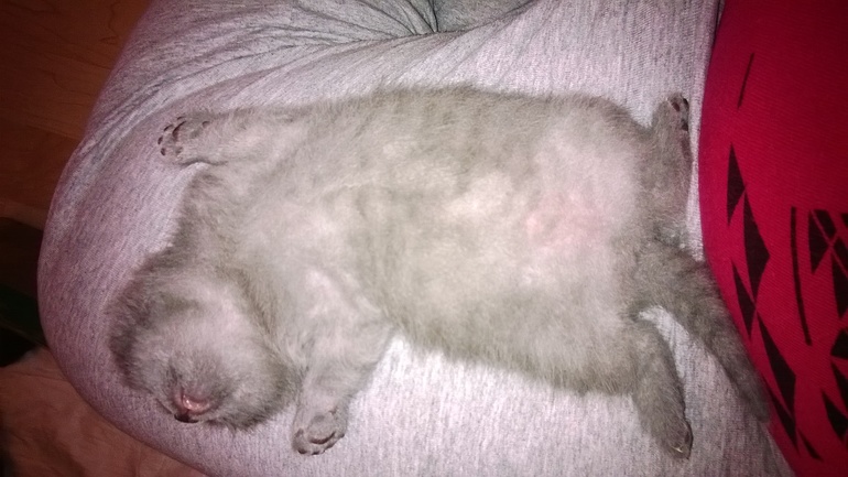 Подрос наш котёночек!!!